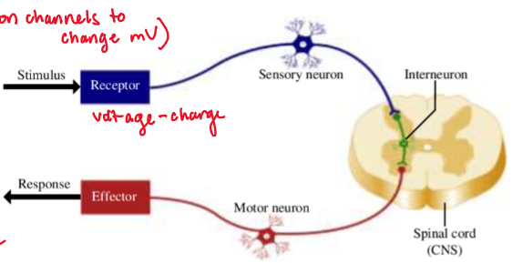 <ol><li><p>stimulus—&gt; receptor (ion channels to change mV)</p></li><li><p>sensory neurons have AP’s</p></li><li><p>SC synapses</p></li><li><p>motor neurons ±</p></li><li><p>change in skeletal muscle contraction</p></li></ol><p></p>