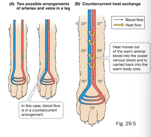 <p>Solution: Countercurrent heat exchange system between arteries & veins in the limbs conserves heat. </p><p>Ex. Arctic Snow Fox</p>