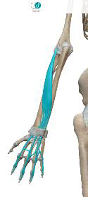 <p>Extenseur commun des doigts</p>
