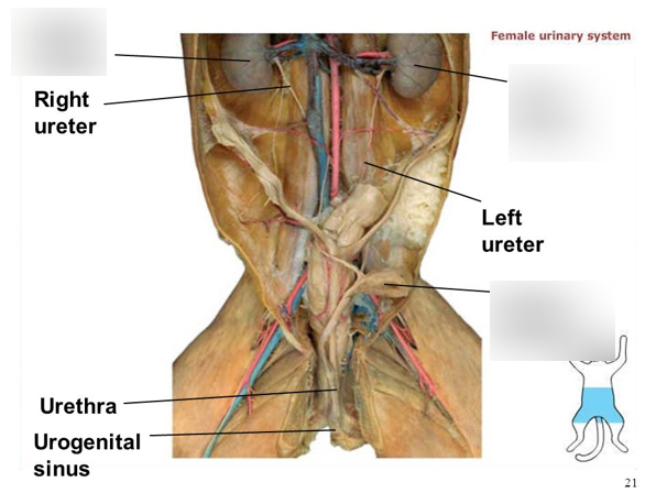 <p>Thin, muscular tubes that connect the kidneys to the urinary bladder. They transport urine from the kidneys to the bladder for storage.</p>