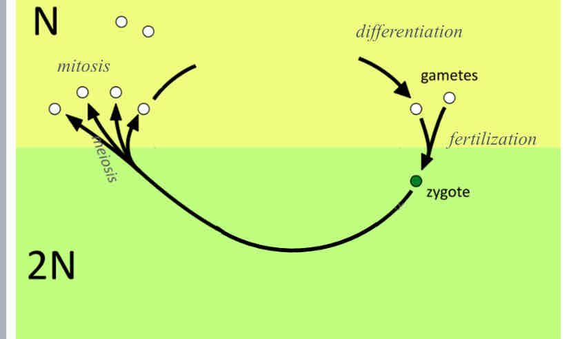 <p>Ancestral (unicellular) Life Cycle</p>