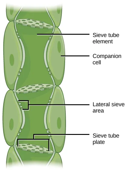 <p>cylindrical and joined at their end walls to form strands of tissue called <span style="color: red;">sieve tubes</span></p>
