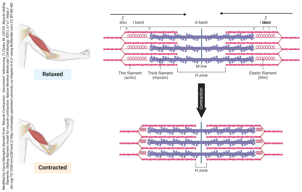 <p>explains muscle contraction as the process of synchronized shortening of sarcomeres —> muscle fibers (myosin &amp; actin) sliding past each other —> muscle contracts</p><p></p>