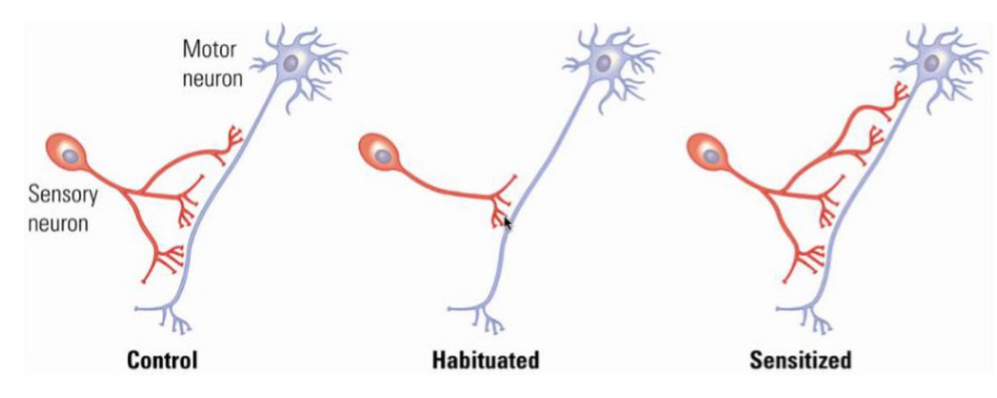<p><strong>amplified</strong> responsiveness following a threatening, painful, or noxious stimulus</p>