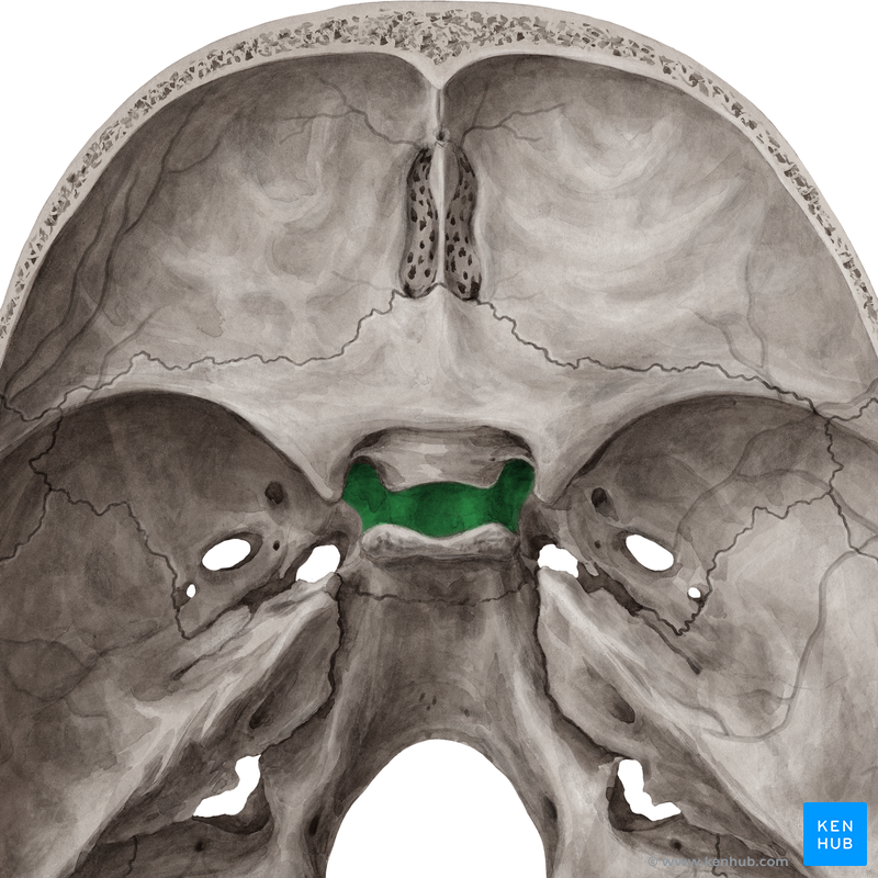 <p>Part of the sphenoid bone</p>