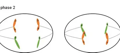 <p>sister chromatids separated, cleavage furrow begins forming </p>