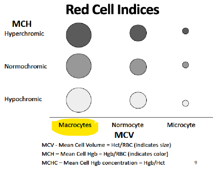 <p><strong><u>MACROCYTIC ANEMIA: </u><em><u>VIT B12 DEFICIENCY</u></em></strong></p><ol><li><p>Lab findings → </p></li><li><p>Presentation → 6</p></li><li><p><strong>Oral Dosing </strong>→</p></li><li><p><strong>IM/deep SQ</strong> preferred for patients exhibiting _____ or impaired absorption</p></li><li><p><strong>Intranasal gel $$$</strong> → avoid with …</p></li><li><p>^ DONT admin the spray ____ before/after ingestion of hot foods or beverages (may impair cobalamin abs)</p></li><li><p>MONITORING/FOLLOW UP → Recheck vit B12, Hb/Hct within …</p></li><li><p>Counsel on foods high in vit B12 → 3</p></li></ol><p></p>