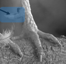 <p>garra posterior, arriba de los dedos</p>