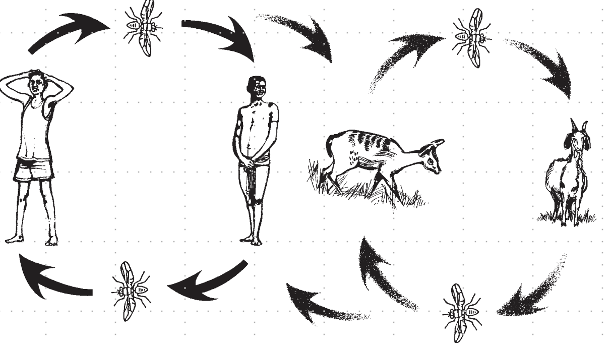 <ul><li><p>game animals, domestic cattle</p></li></ul><p></p>