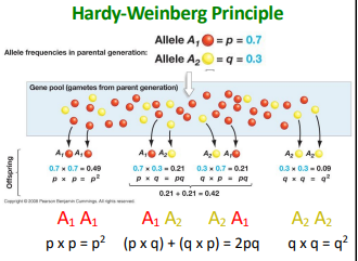 <p>A1A1 = (0.7)(0.7) = 0.49</p><p>A1A2 = (0.7)(0.3) = 0.21</p><p>A2A1 = (0.3)(0.7) = 0.21</p><p>A2A2 = (0.3)(0.3) = 0.09</p>