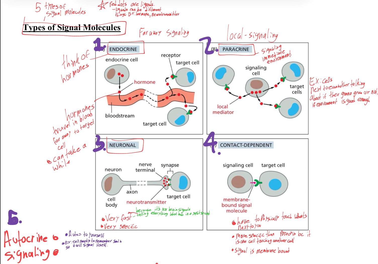 <ol><li><p>endocrine- take a while and signal far away (ex. hormones traveling in blood far away to target)</p></li><li><p>paracrine- signal local environment (ex. cells next to each other deciding if they want to grow or not)</p></li><li><p>neuronal- very fast and specific (its our brain signals telling specific things what to do)</p></li><li><p>contact-dependent- have to physically touch whats next to you, more specific that paracrine bc touching things, signal is membrane bound(cannot leave membrane)</p></li><li><p>autocrine: telling yourself what to do (signaling itself to remember)</p></li></ol><p></p>
