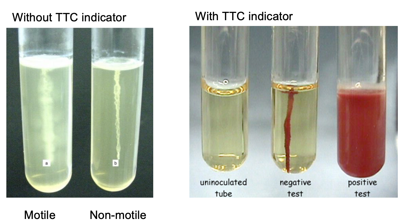 <p>semi solid medium prepared as an agar deep (aka agar butt) made w or w/o indicator triphenyl tetrazolium chloride (TTC)</p><p>-as bacteria grow, ttc is reduced forming a red precipitate, allows to see if bacteria are motile (move) or not</p>