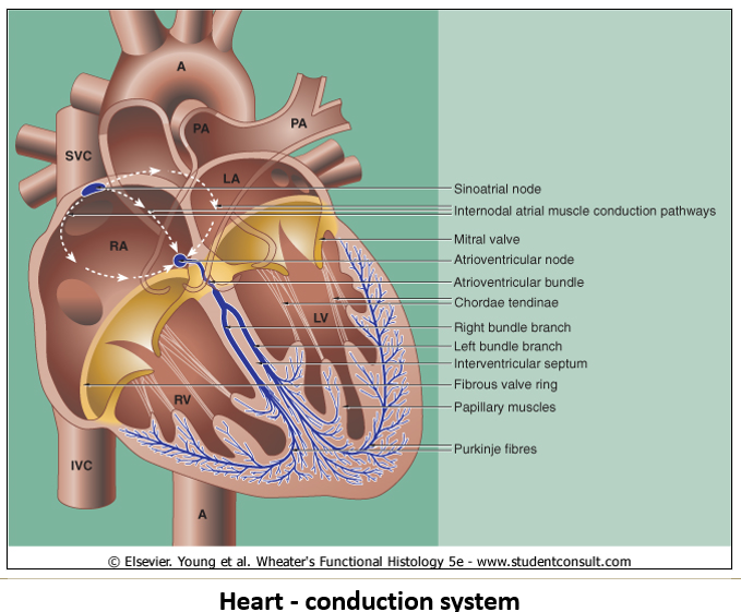 <ol><li><p><strong>Sinoatrial and Atrioventricular nodes</strong>: Small fibers without <strong>intercalated discs</strong>, embedded in <strong>collagenous connective tissue</strong>.</p></li><li><p><strong>Purkinje cells</strong>: Large <strong>modified myocytes</strong> found <strong>just deep to the endocardium</strong>.</p></li></ol><p></p>