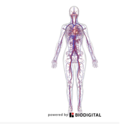 <p><span>To deliver blood (and everything it carries, oxygen, nutrients, etc.) to the body</span></p>