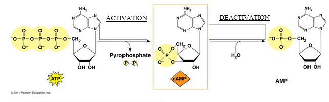 <p>(Cell Signaling &amp; Communication (NOTES)) <strong><u><mark data-color="yellow" style="background-color: yellow; color: inherit;">Second Messenger Activation</mark></u></strong></p><ul><li><p>Label the <u>ACTIVATION</u> and <u>DEACTIVATION</u> of the 2<sup>nd</sup> messenger.</p></li></ul><p></p>