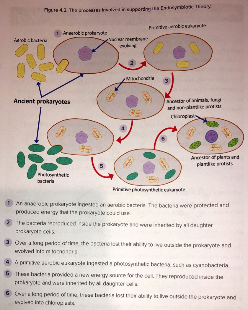 the process involved in supporting the endosymbiotic theory