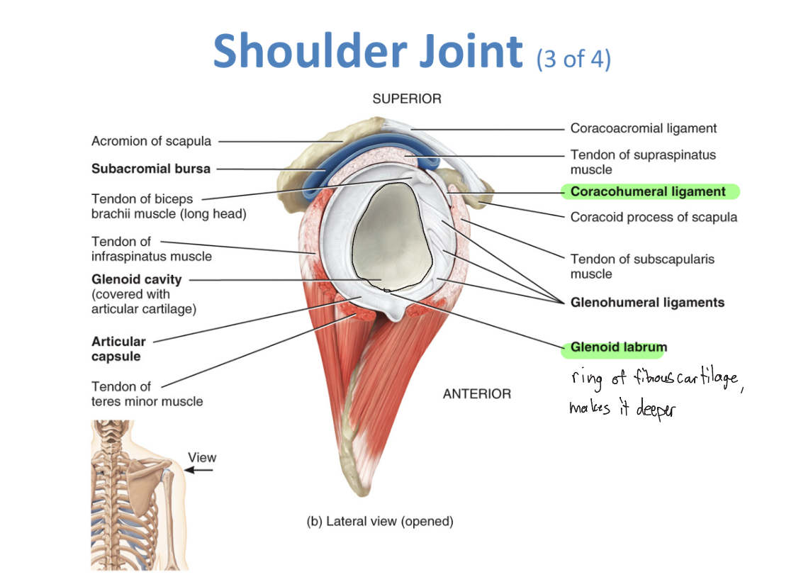 <p>Shoulder Joint (ball n socket)</p>