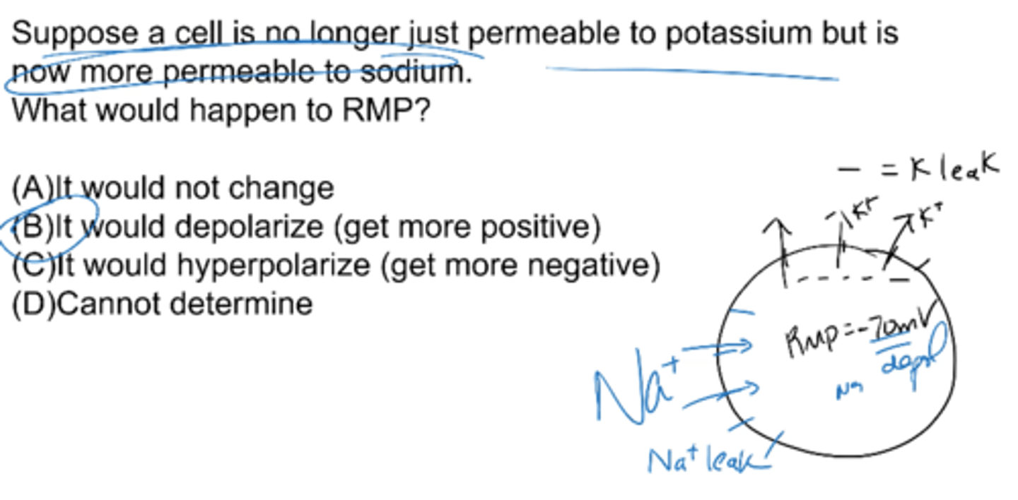 <p>it would depolarize (get more positive)</p>