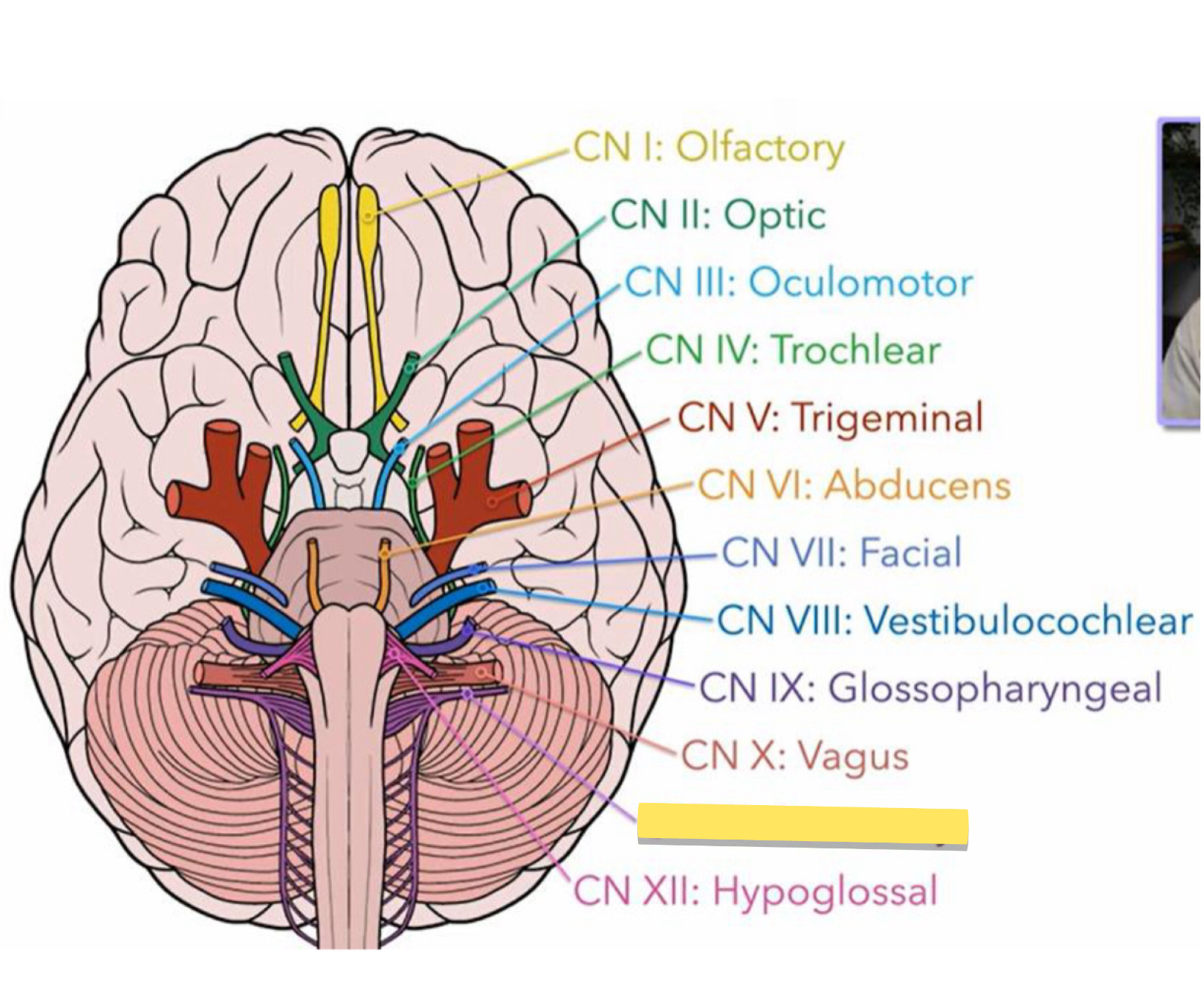 <p>Name this cranial nerve&nbsp;</p>