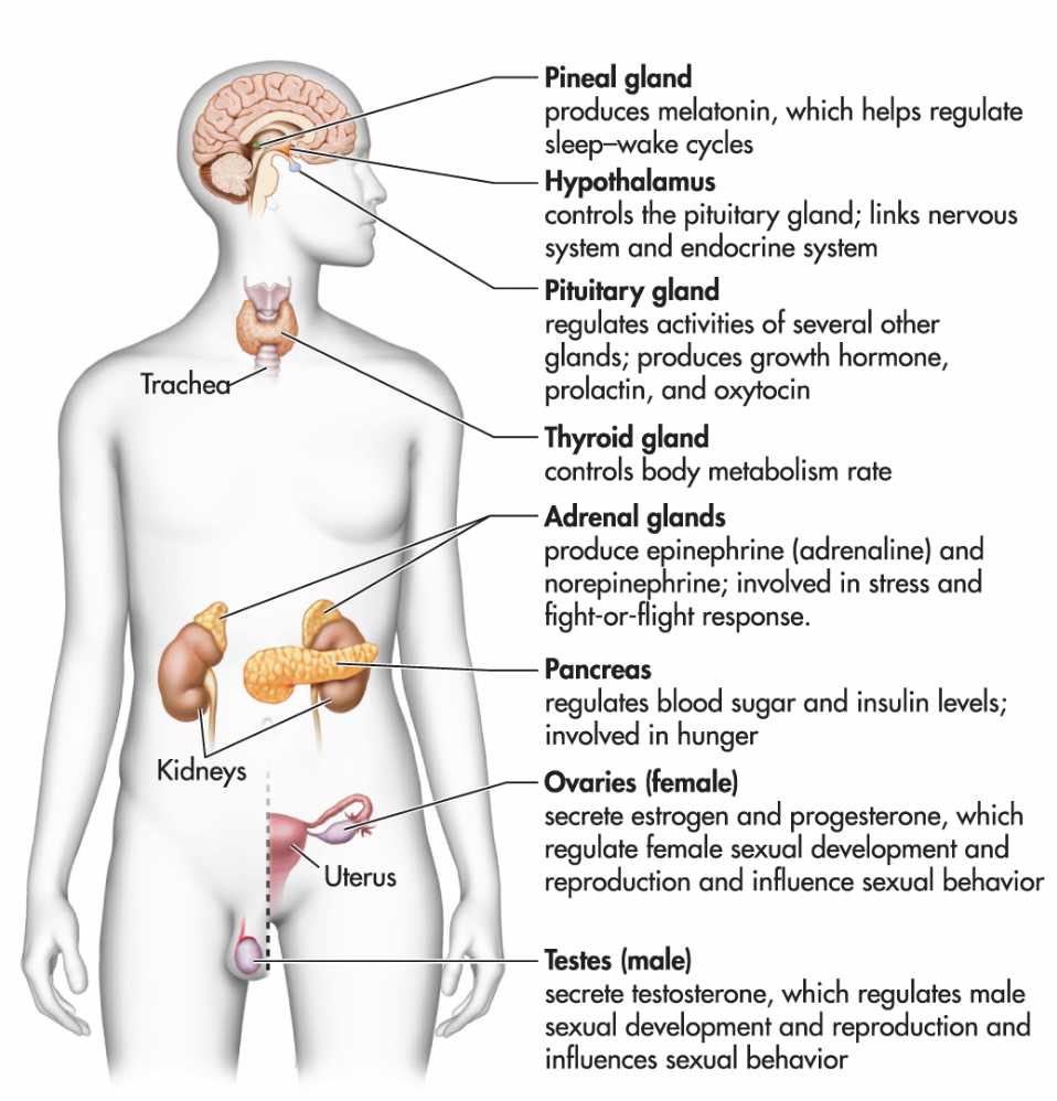 <p>Uses chemical messengers to transmit information from one part of the body to another by secreting hormones into the bloodstream. Regulates vital processes in the body including growth, metabolism, and sexual development. Endocrine glands secrete hormones in the blood, then they travel through the cardiovascular system.</p>