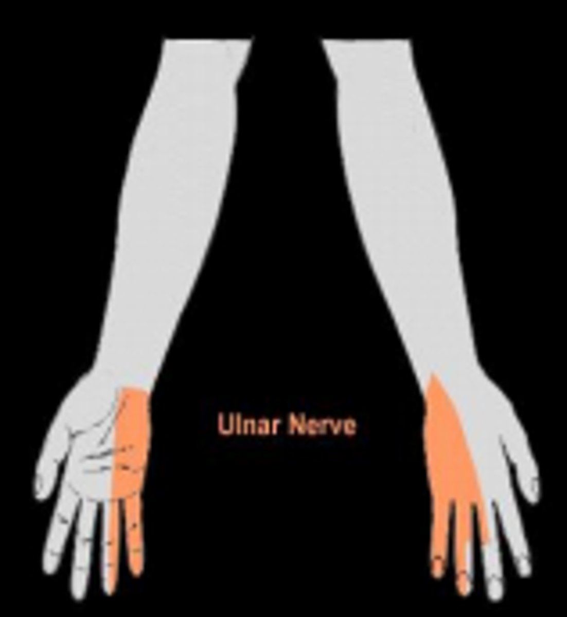 <p>to provide neural input</p>
