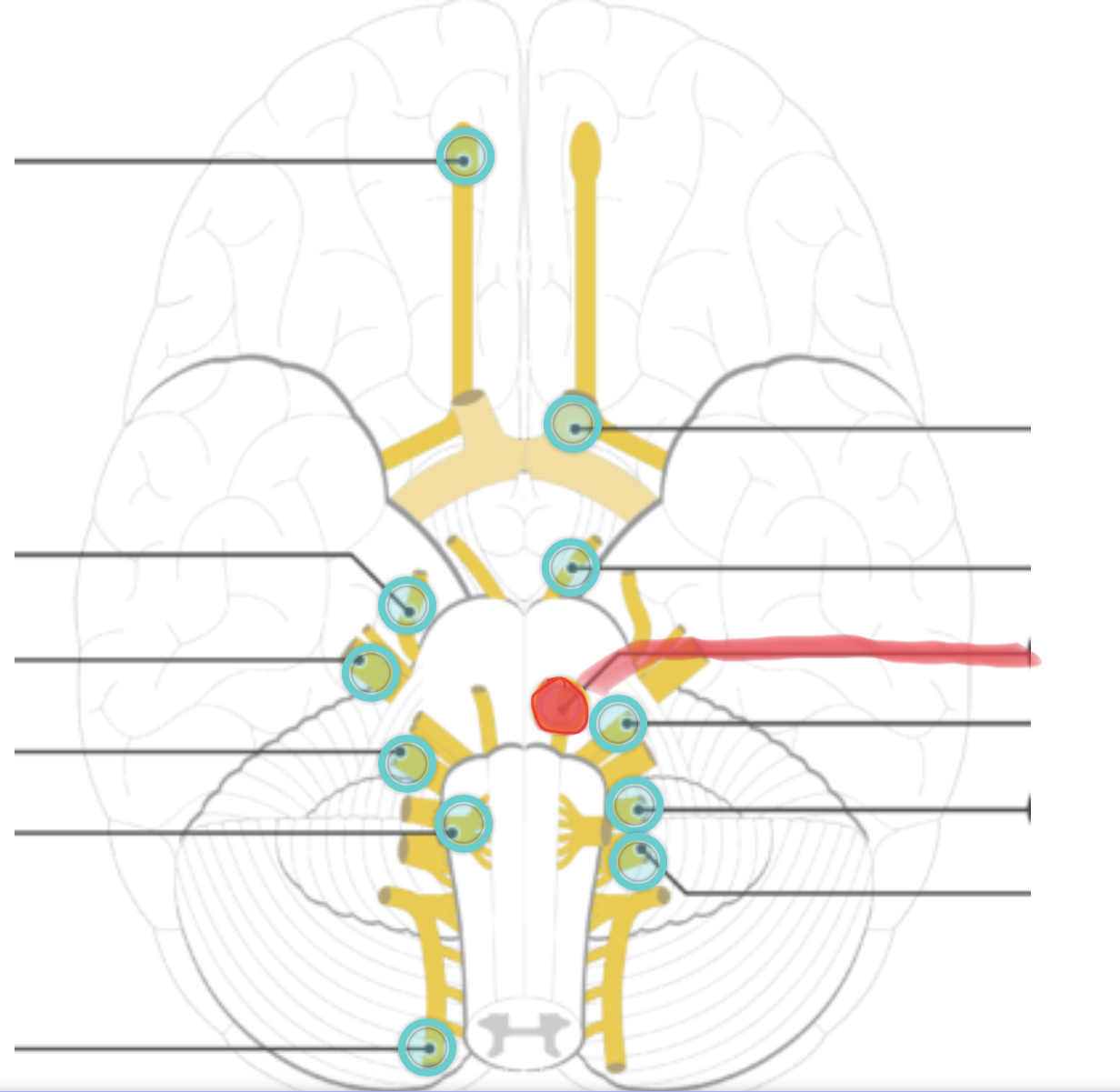 <p>supplies motor fibers to the lateral rectus muscle, which roles the eye laterally</p>