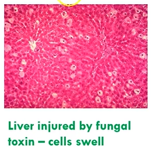 <ul><li><p>membrane ion pumps failing</p><ul><li><p>cells accumulate water and electrolytes - cloudy swelling</p></li></ul></li><li><p>there is still nuclei present - cells have not died</p></li><li><p>reversible if stimulus is removed</p></li></ul><p></p>