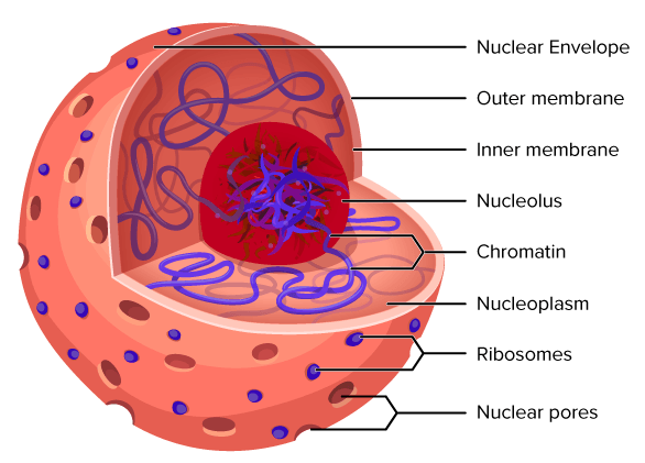 <ul><li><p>Found in only Eukaryotic cells</p></li><li><p>Protected by a nucleus envelope/double membrane structure, bilayer of lipids, proteins</p></li><li><p>Protects DNA/chromosomes and nucleolus</p></li><li><p>Produces and assembles ribosomes</p></li></ul><p></p>