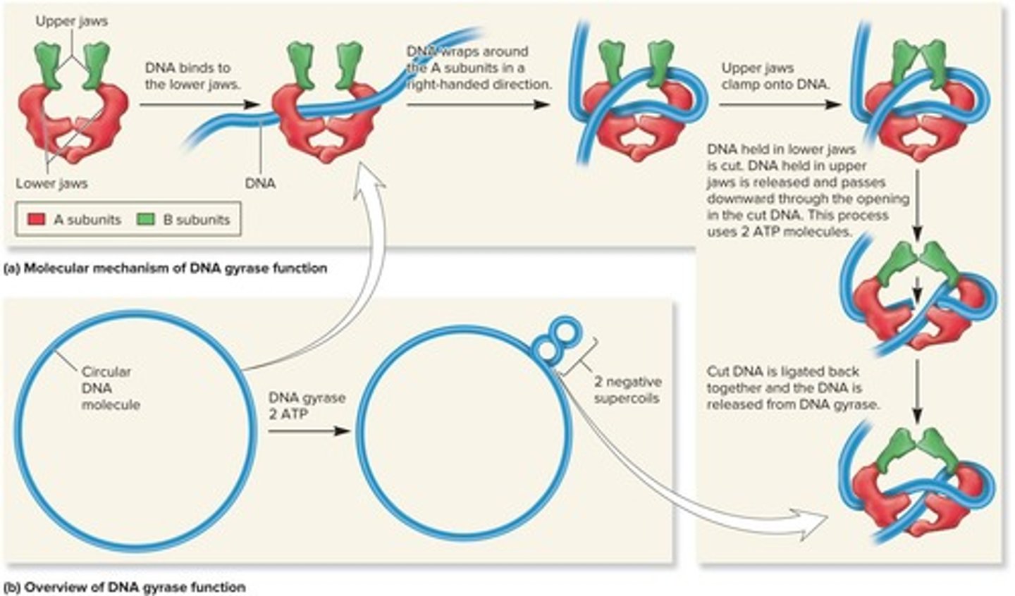 <p>DNA gyrase (topoisomerase II), which introduces negative supercoils, and DNA topoisomerase I, which relaxes negative supercoils.</p>