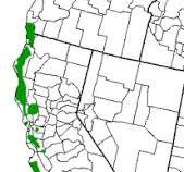 <p>only living genera in the sequoia genera and hasn exclusily coastal range, need’s a lot of fog</p>