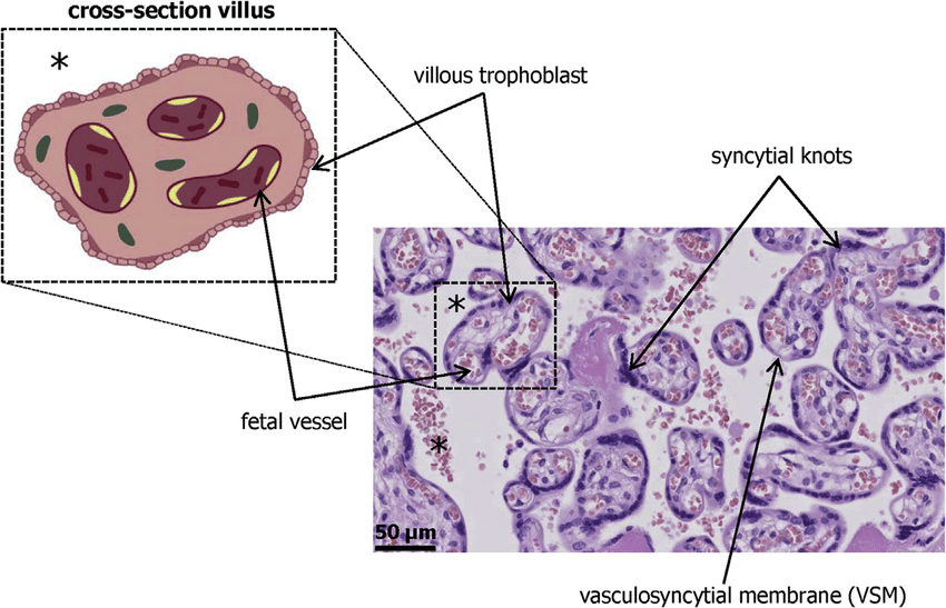 <p><strong>Fragments of syncytiotrophoblast</strong> that enter <strong>maternal circulation</strong> and <strong>degenerate safely</strong>; they are being explored for <strong>noninvasive fetal DNA testing</strong>.</p><p></p><p><a target="_blank" rel="noopener noreferrer nofollow" class="link" href="https://youtu.be/7xgUvf6bYos?t=637" data-prevent-progress="true">Video</a></p>