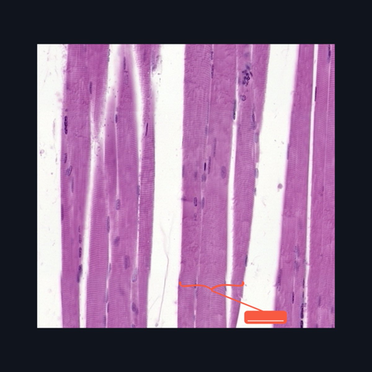 <p>Identify the structure</p>