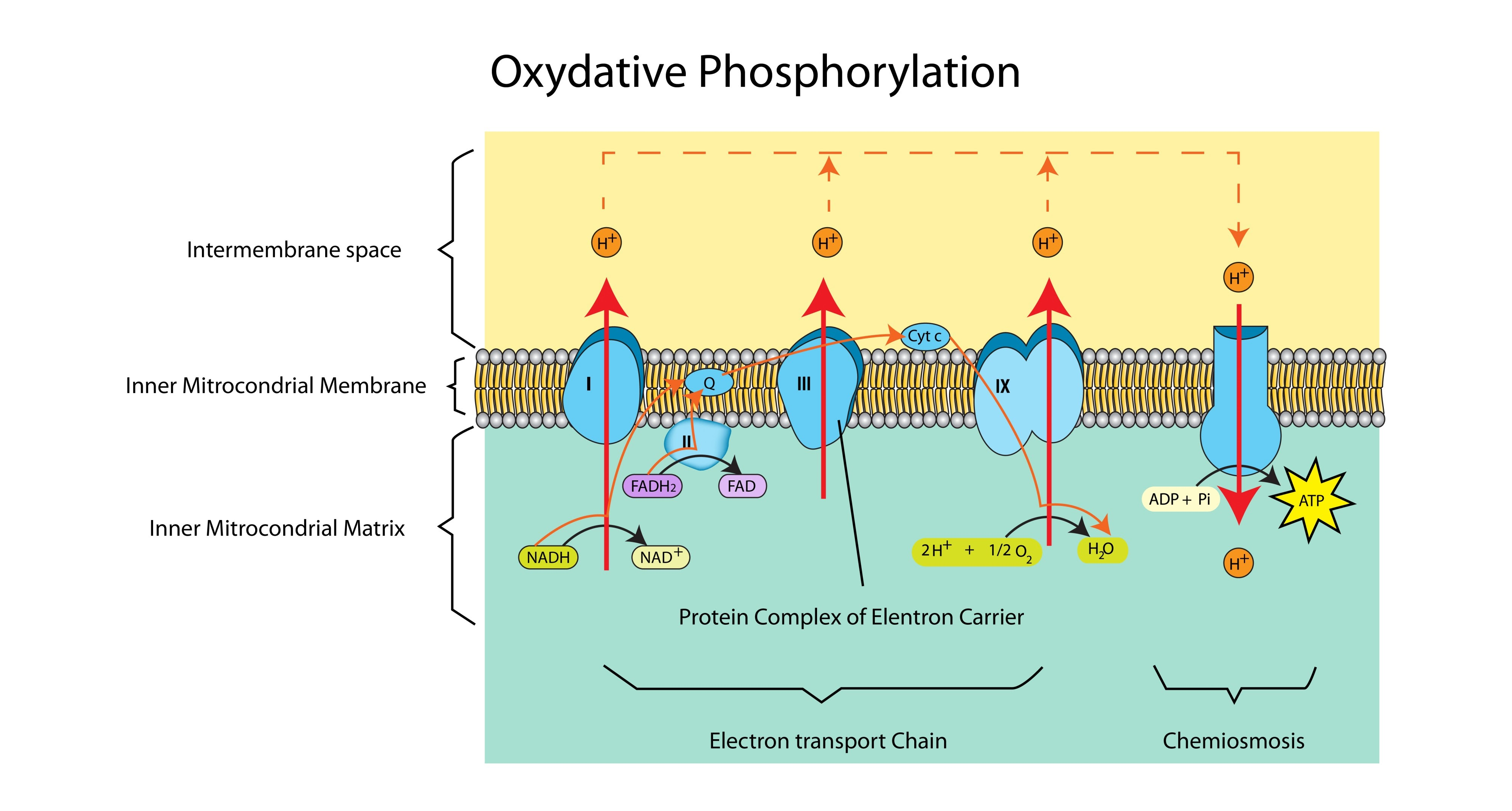 <ul><li><p>It accepts electrons from <strong>Reduced NAD/FAD</strong> (1).</p></li><li><p>As electrons pass along the chain, they release <strong>energy</strong> (1).</p></li><li><p>This energy is used to <strong>pump protons</strong> across the membrane to create the gradient required for ATP synthesis (1).</p></li></ul><p></p>