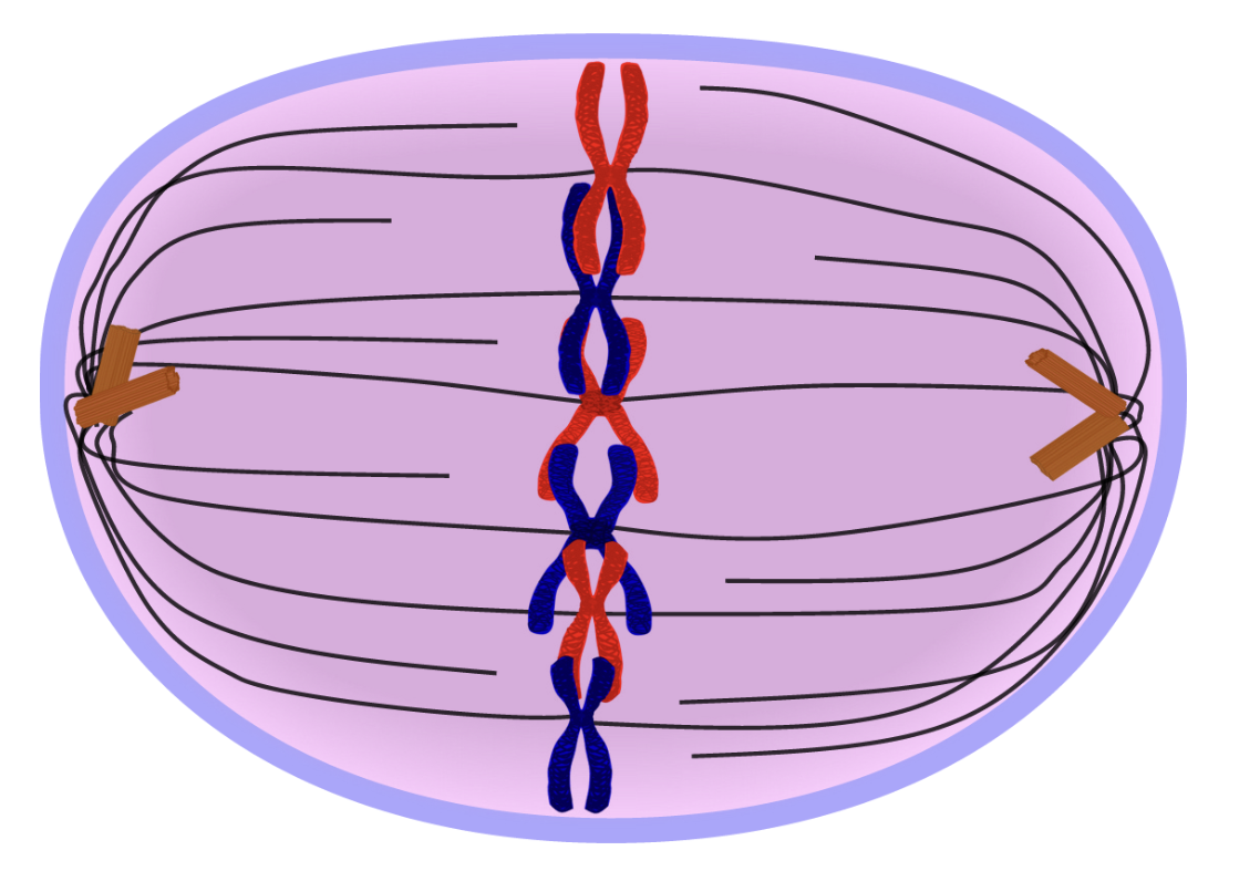 <ul><li><p><span>M = Middle!</span></p></li><li><p><span>Chromosomes line up in middle of the cell</span></p></li><li><p><span>Spindle fibers attach to the centromeres</span></p></li></ul><p><span>(the center of the chromosome where 2 sister chromatids are being held together)</span></p><p><br></p>