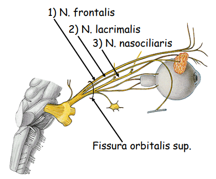 <p>fissura orbitalis superior’dan.</p><p>1) N. frontalis </p><p>2) N. lacrimalis </p><p>3) N. nasociliaris</p>