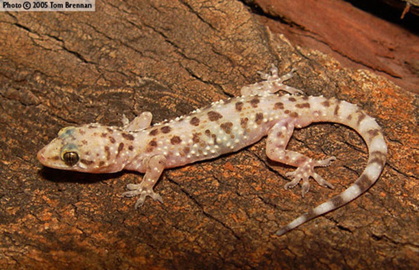 <p>Geckos</p>