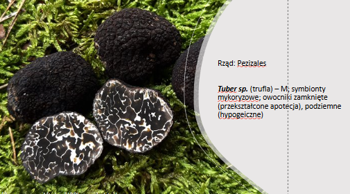 <p>Tuber sp.</p><p>Gr.: ASCOMYCOTA – grzyby workowe</p><p>     Podgr.: PEZIZOMYCOTINA </p>