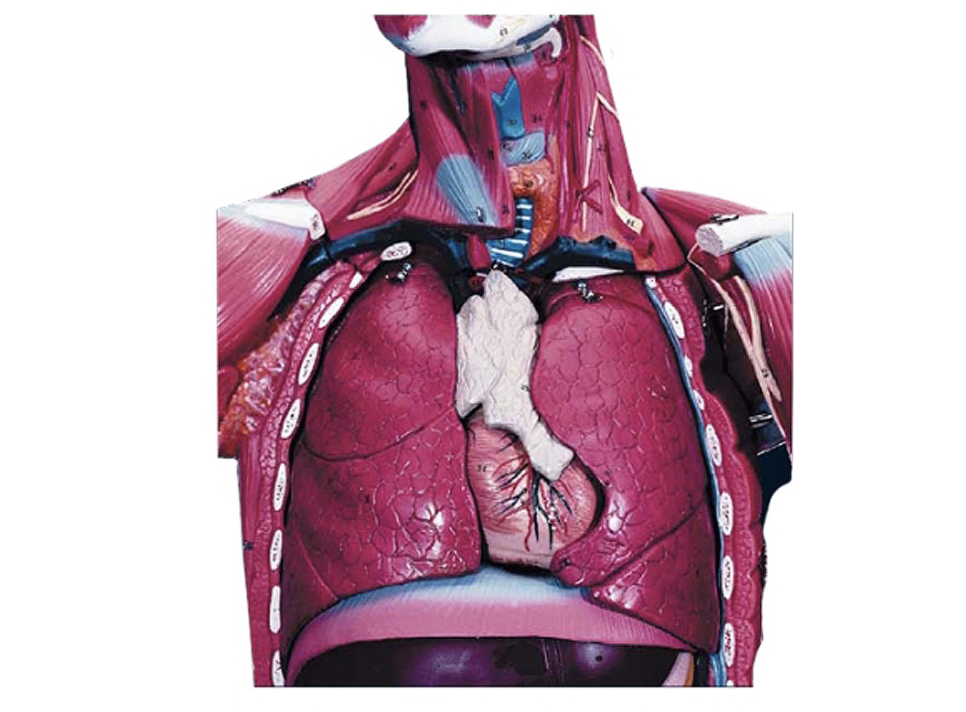 <p>What is this organ?</p>