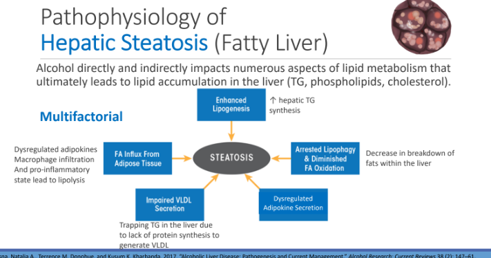 <ol><li><p>Enhanced lipogenesis</p></li><li><p>FA influx from adipose tissue</p></li><li><p>Impaired VLDL secretion</p></li><li><p><strong>Dysregulated adipokine secretion</strong></p></li><li><p>Arrested lipophagy and diminished FA ox</p></li></ol><p></p>