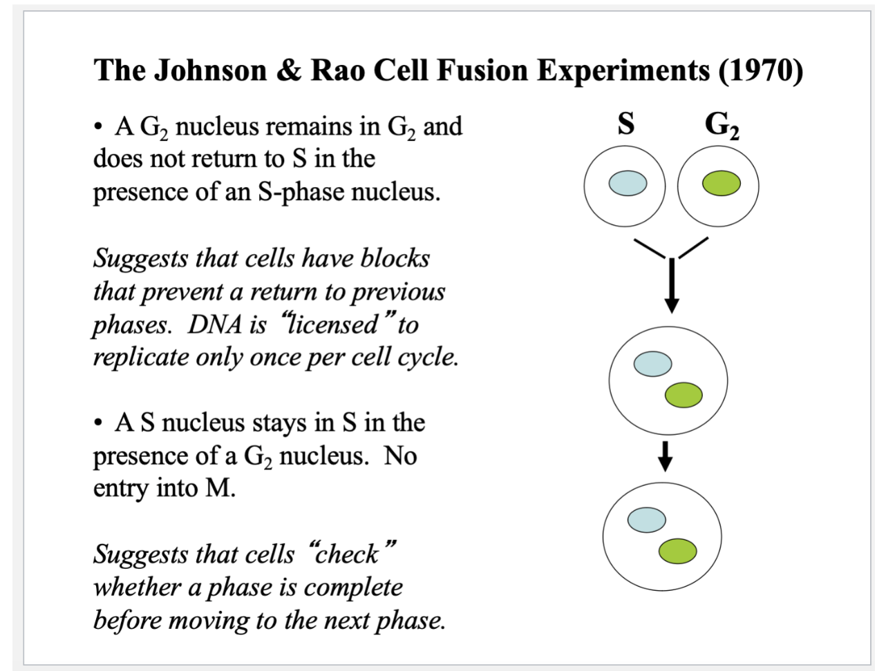 <ul><li><p>A G2 nucleus fuses with an S nucleus to become a heterokaryon that progresses through the cell cycle </p></li><li><p>G1 nucleus waits for the S phase nucleus to catch up in the cell cycle —&gt; The S nucleus becomes G2 and then both proceed into M phase at the same time</p></li><li><p>The G2 nucleus in the presence of S phase stays in G2 - it DOES NOT RE-ENTER S PHASE </p><ul><li><p>Doesn’t take a step backward </p></li><li><p>Why is this not occurring? </p></li><li><p>DNA is only licensed to replicate once per cycle </p></li></ul></li></ul><p></p>