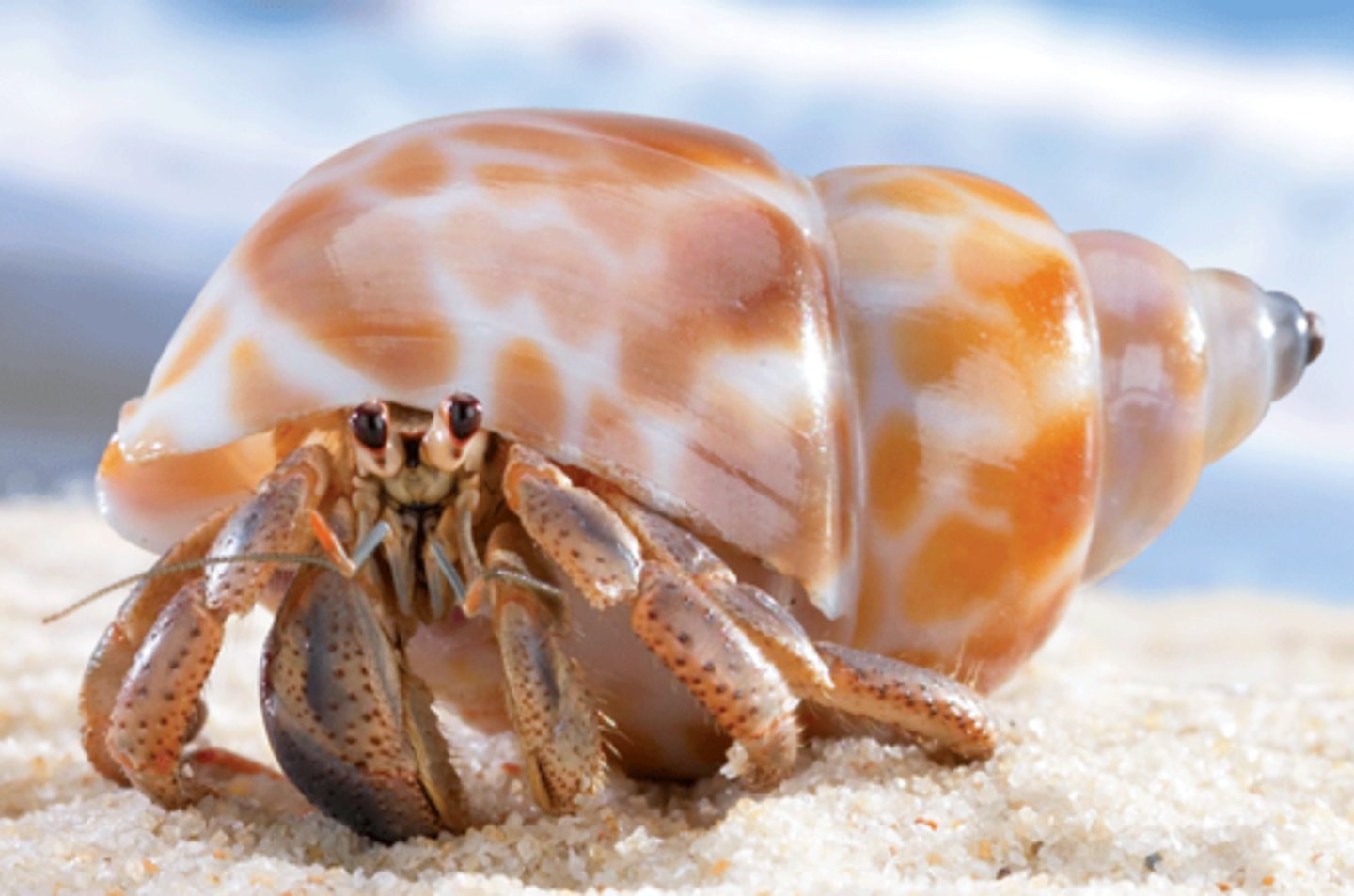 <p>Not true crabs, hide their soft abdomens in abandoned gastropod shells</p>