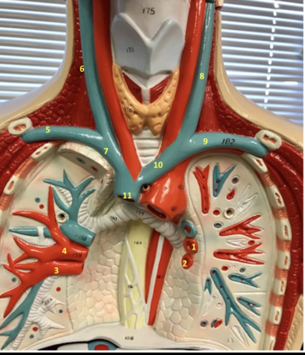<p>What vein is 2?</p>