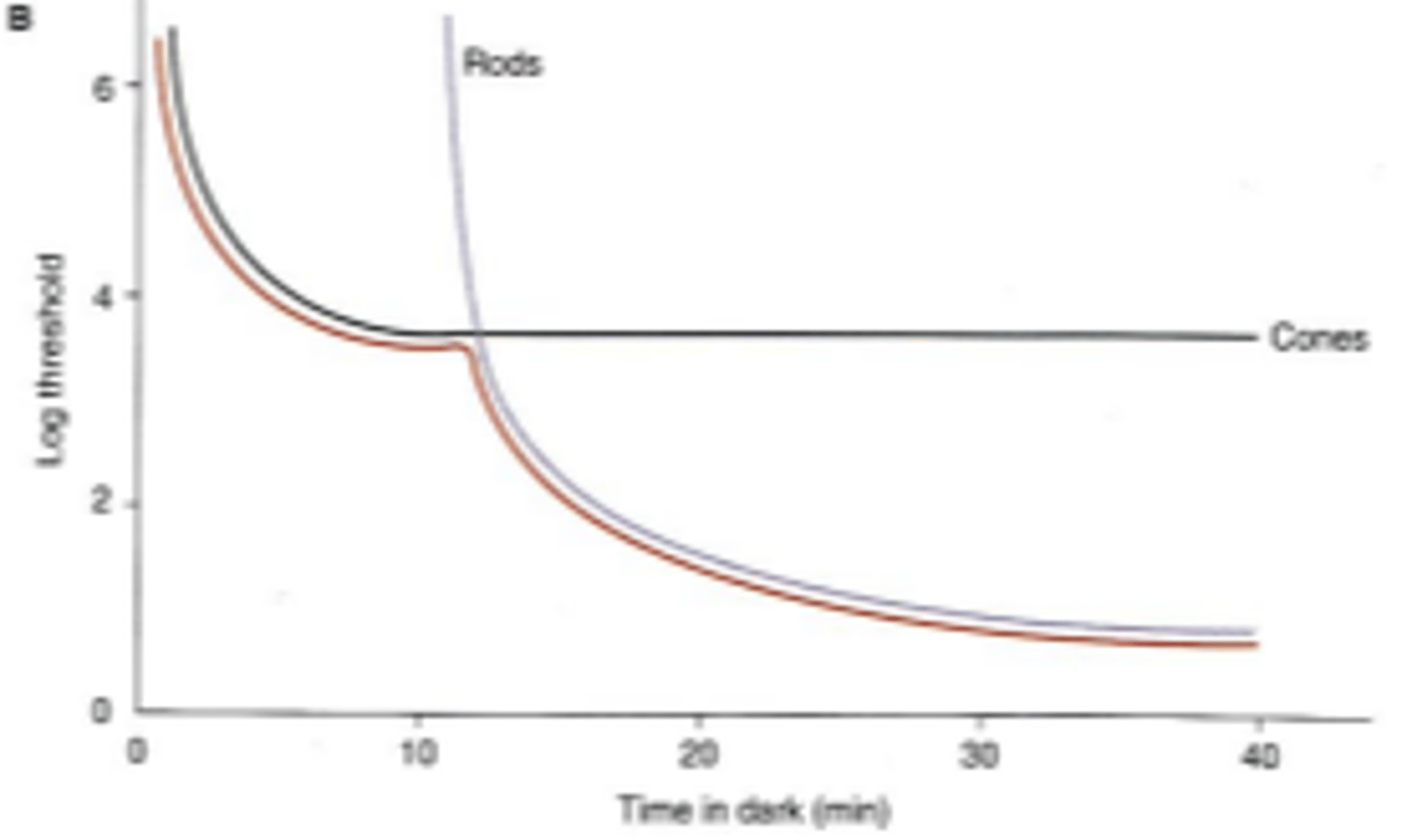 <p>graphical representation of rod and cone recovery dynamics after light exposure/bleaching. Represents the lowest threshold at any given point of time for both rods and cones. Useful in clinical diagnosis of various retinal disorders</p>