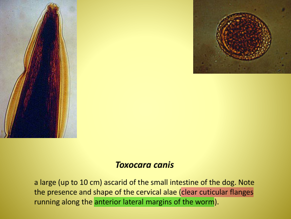 <ol><li><p><em><u>Toxocara canis</u></em></p></li><li><p>Small intestine</p></li><li><p>Dogs &amp; foxes (Canids)</p></li></ol><p></p>