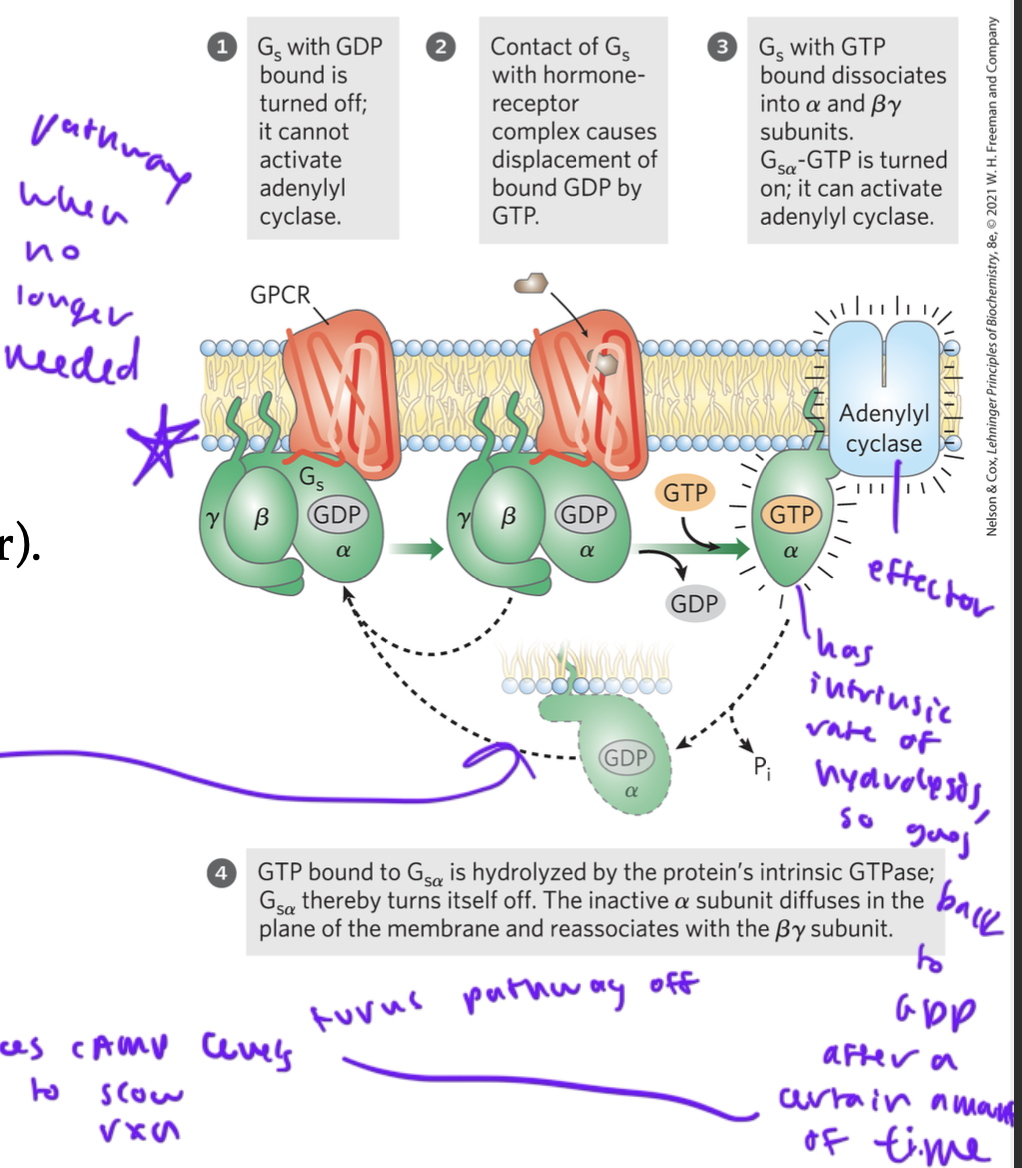 <ul><li><p>pathway could be inactivated by lowering the [ligand]</p></li><li><p>but it is typically regulated by:</p><ul><li><p>cyclic nucleotide phosphodiesterase converting cAMP into AMP, so there is less cAMP to activate PKAs</p></li><li><p>Galpha has intrinsic rate of hydrolysis, so it switches out its GTP for a GDP after a while (certain amount of time like a timer), and binding the GDP inactivates the pathway by down regulating cAMP levels since when Galpha binds GDP, it can no longer activate adenylyl cyclase to make cAMP</p></li></ul></li></ul><p></p>