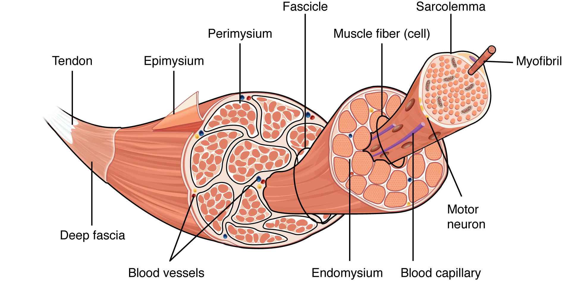 <p>connective tissue that surrounds the entire muscle (protects from friction against other muscles and bones) </p>