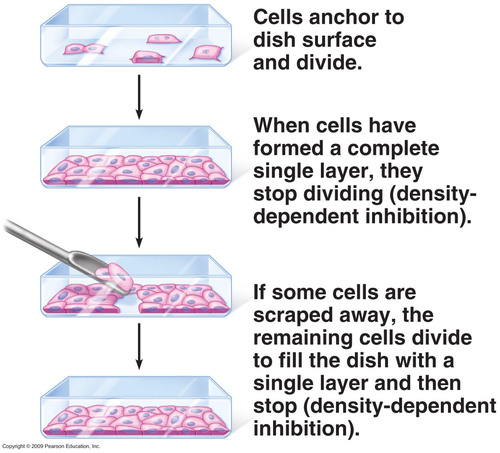 the requirement that to divide, a cell must be attached to a solid surface (require solid anchorage to a solid surface)

\
cells must be attached to divide - w/o solid anchorage the cells die

\
aka monolayer cells: if cells must be anchored to each other (anchorage dependence) + cannot divide on top of each other (can't divide past certain density - density dependent inhibition) → on a surface these cells will only be 1 layer of cells connected to each other