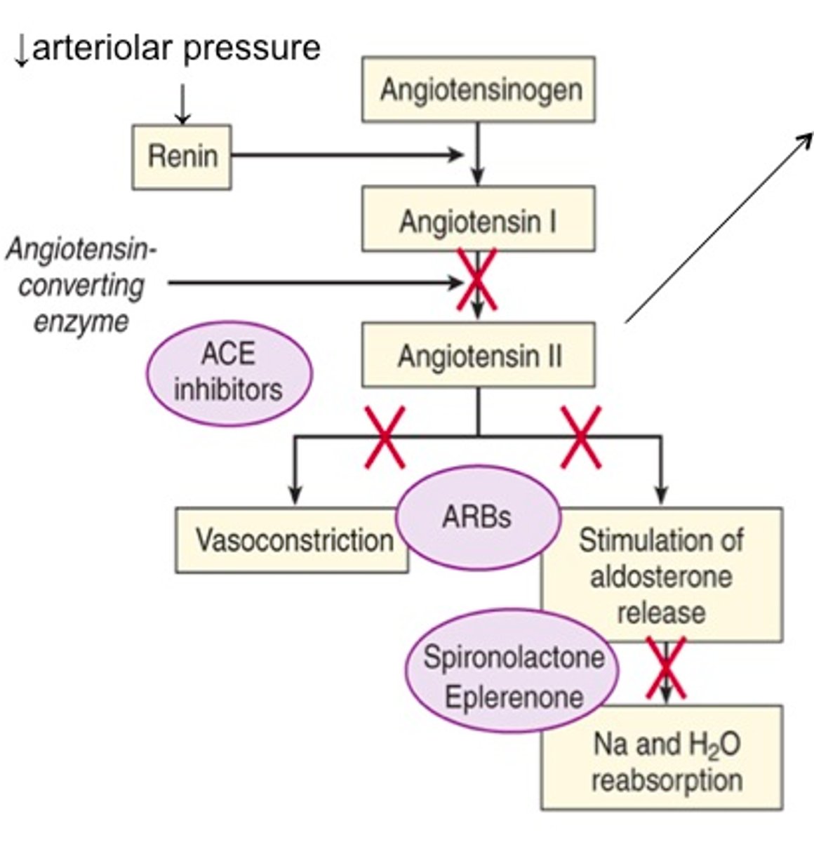 <p>- ARBs reduce activation of AT1 receptors more effectively than ACEis</p><p>- ARBs permit activation of AT2 receptors (these receptors mediate vasodilatory effects)</p><p>- ACEis increase bradykinin levels (a potentially beneficial vasodilator, but has ADE)</p><p>- both decrease systolic BP similarly ~10 mmHg</p><p>- both are less effective in low-renin HTN</p>
