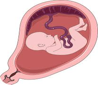 <p>Via the umbilical cord:</p><ul><li><p>Provides the embryo with nutrients</p></li><li><p>Removes waste from the embryo</p></li></ul><p></p>