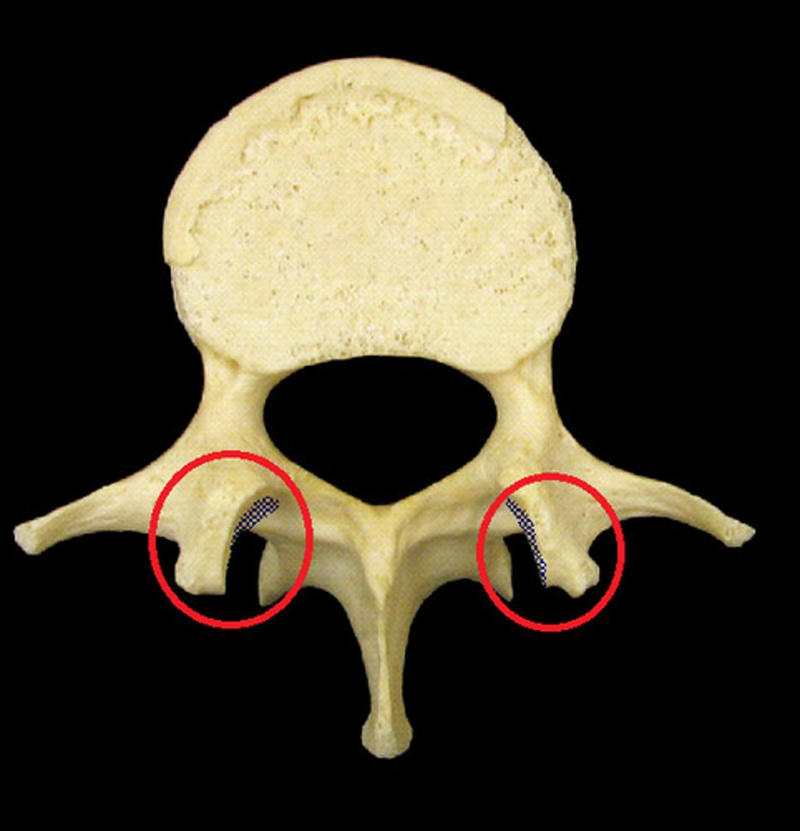 <p>connects to inside</p>